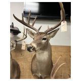 Taxidermy 10-pt. Whitetail Deer