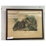 Framed Print of Grouse