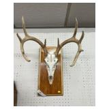 European Whitetail Deer Mount