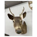 Taxidermy Whitetail Deer