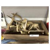 Assortment of White Tailed Deer Antlers