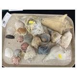 Tray of Seashells