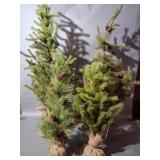 (4) Christmas Trees