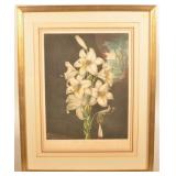 The White Lilly with Variegated Leaves Engraving
