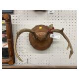 Mounted Deer Antlers