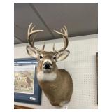 Taxidermy Whitetail Deer