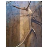 Large Deer Antler Shed with Skull Plate