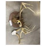 Asst. Whitetail Deer Antlers