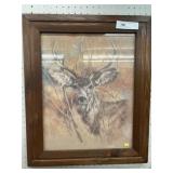 Framed Print of White Tail Deer
