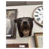 Taxidermy Black Bear