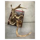 Asst. White Tail Deer Antlers