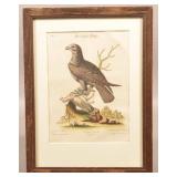 Colored Copper Plate Engraving Ornithological Prin
