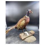 Taxidermy Colorful Ring neck Pheasant