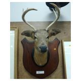 Vintage 6-Point Deer Mount