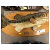 Taxidermy Large Mouth Bass
