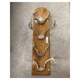 Antlers Mounted on Plaque