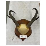Mounted Pronghorn Antlers