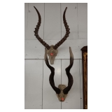 ANTELOPE OR GAZELL ANTLERS ?? ANTELOPE OR GAZELL ANTLERS ??