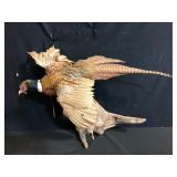 Ring Neck Pheasant Flying Taxidermy