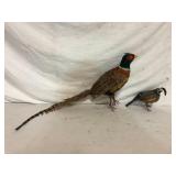 Pheasant and Quail Taxidermy Mount