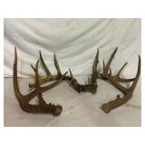 Genuine Whitetail Deer Antler Home Decor