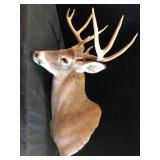 Whitetail Deer Taxidermy Shoulder Mount