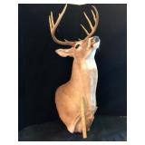 Whitetail Deer Taxidermy Shoulder Mount