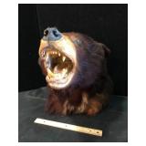 Vintage Black Bear Taxidermy Head Mount