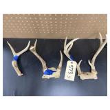 3 Pcs - Deer Antlers