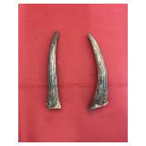 2 Small Deer Antlers