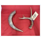Bull Horn & Deer Antler