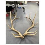 2pc - Elk Antlers