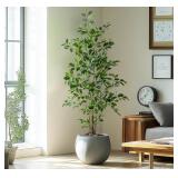 Bailikang Indoor Artificial Ficus Tree - 5x3Ft **S