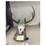 Buck Skull Mount 8-Point 19" Spread