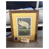 Wood IBIS Audubon Print 8x10 Matted