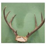 Deer Rack