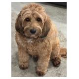 'Where's Roxy?' Contest- Have Some Fun on Us!