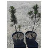 2--Pine Trees 2--Pine Trees