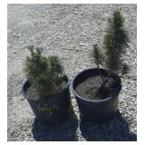 2--Pine Trees 2--Pine Trees