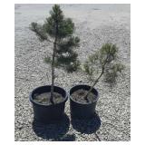 2--Pine Trees 2--Pine Trees