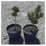 2--Pine Trees