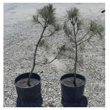 2--Pine Trees 2--Pine Trees