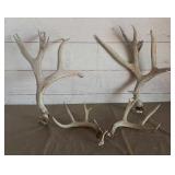 Antlers Antlers