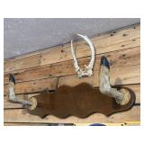 Antler Decor