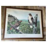 'Red Tailed Hawk' by Spaulding