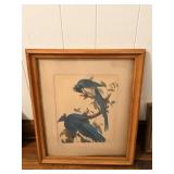 Framed Artwork - "Columbia Jay" by John James