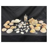 ASSORTED SEASHELLS
