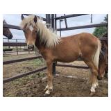 Yearling Filly Sorrel Pony