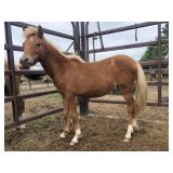 Yealring Filly Sorrel Pony