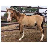 Yearling Colt Dun Pony